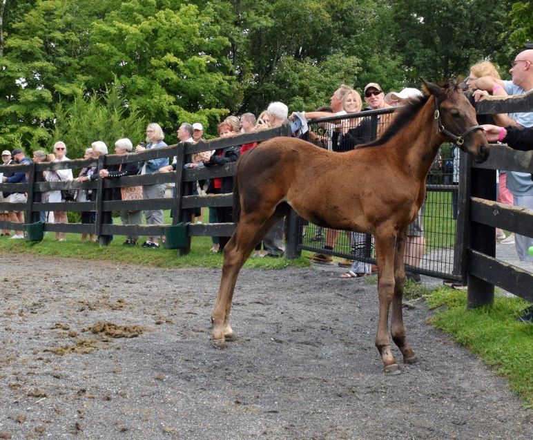 NYRA expands Saratoga Breakfast and Breeding Farm tours for 2024 Season