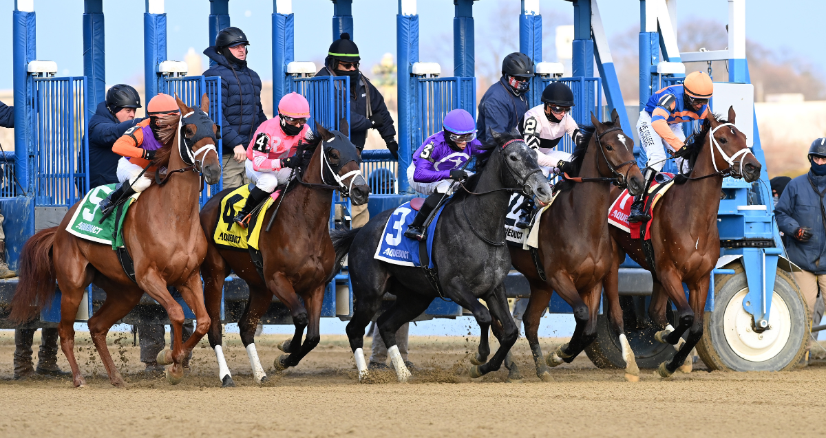 Multiple graded stakes-winner Senor Buscador tops stacked 12-horse